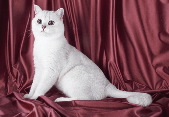 Британская кошка, серебристый завуалированный окрас (шиншилла)